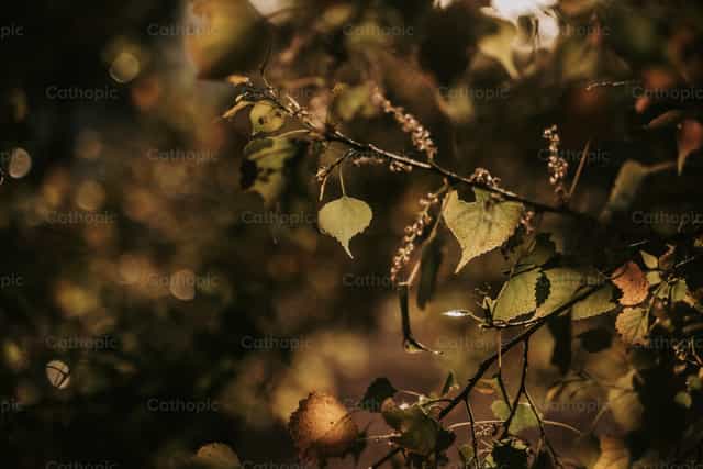 Hojas en otoño - Banco de imágenes católicas - Fotografía por Gerardo Juarez