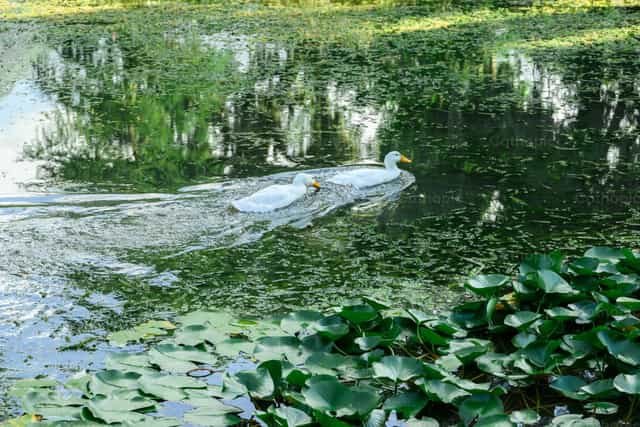 Enten im See - Katholische Stockfotos - Foto von Gerardo Juarez