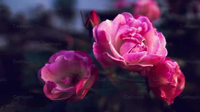 Rosa - Imagens católicas de stock