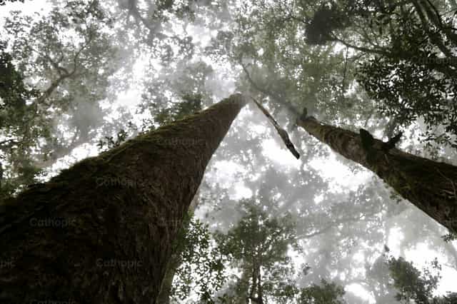 Mirando al cielo - Banco de imágenes católicas - Fotografía por Pablo Meza