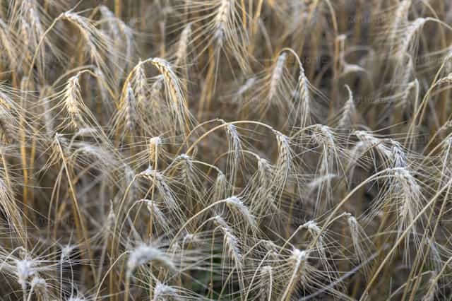 Tarweoogst - Katholieke stockfoto's