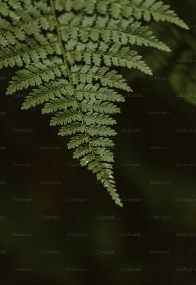 Folha de Samambaia - Imagens católicas de stock - Foto de Lacey Lowe