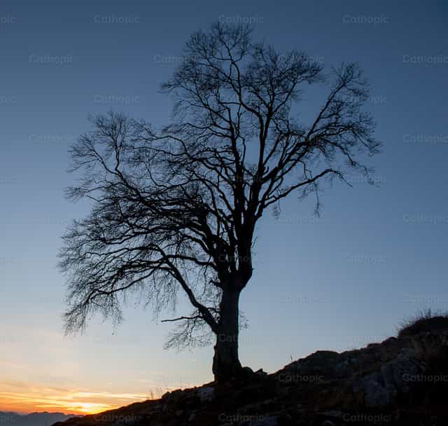 Árbol solitario al atardecer - Banco de imágenes católicas - Fotografía por Pierluigi Palazzi