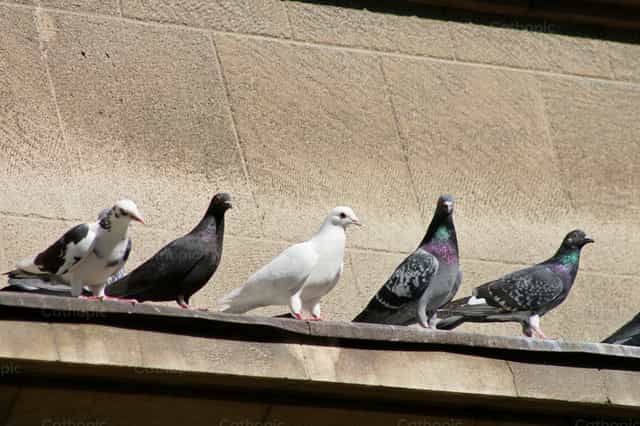Pombos alinhados num dia ensolarado - Imagens católicas de stock