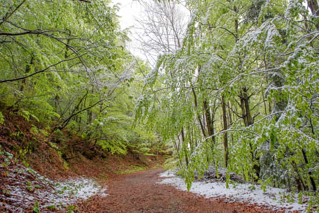Chemin dans les bois après une chute de neige printanière - Images catholiques de stock - Photo de Pierluigi Palazzi