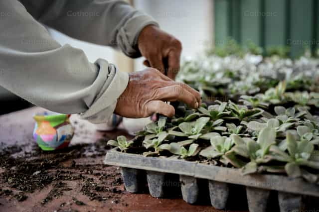 Plantas - Banco de imágenes católicas - Fotografía por Carolina BR