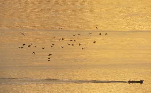 Mar bañado de luz dorada con pescador y aves - Banco de imágenes católicas - Fotografía por Sandra Otalora