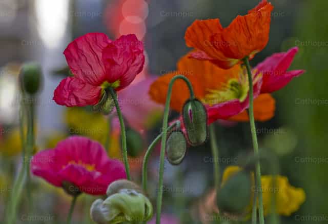 Amapolas - Banco de imágenes católicas