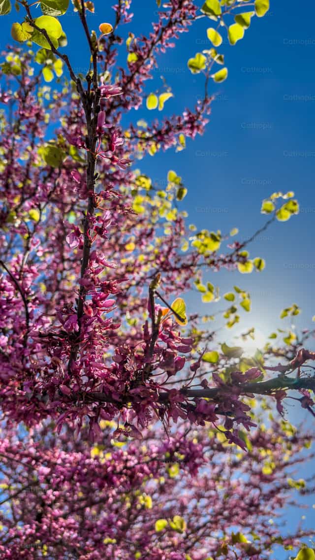 Flores de durazno - Banco de imágenes católicas - Fotografía por Luis Ángel Espinosa, LC