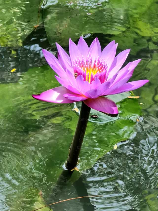 Lotus flower - Catholic stock images - Photo by Paola Rossinelli