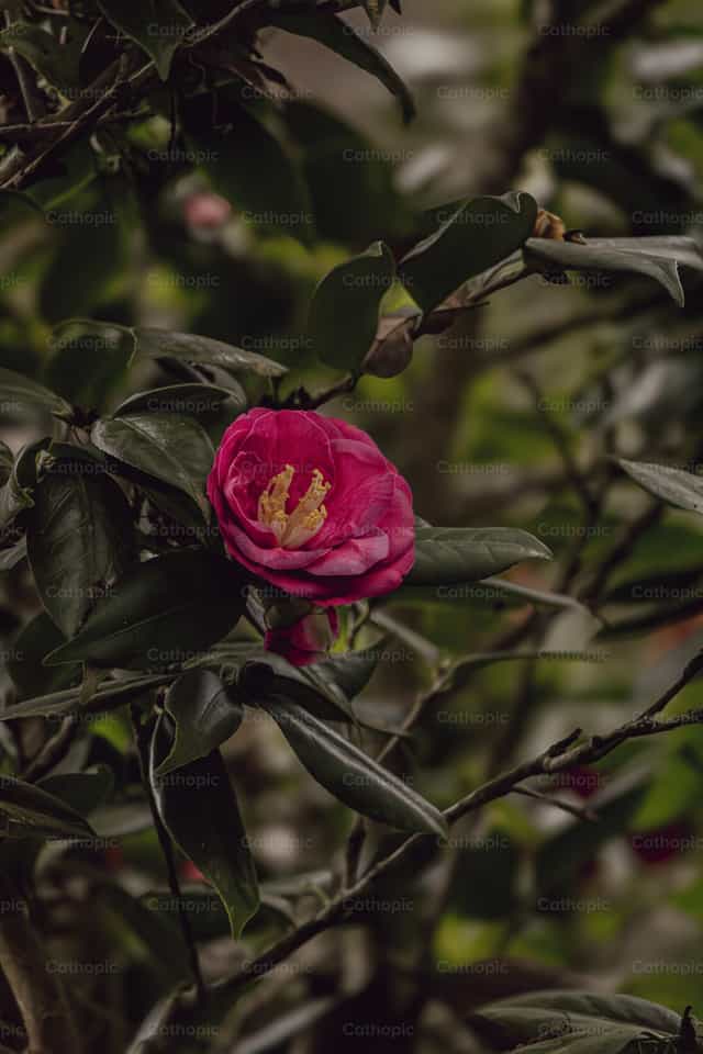 Flor de camelia en plena floracion - Banco de imágenes católicas - Fotografía por Lacey Lowe