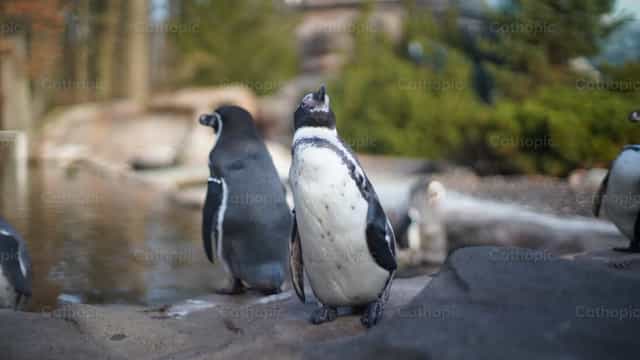 Pingüino - Banco de imágenes católicas - Fotografía por Lupe Belmonte