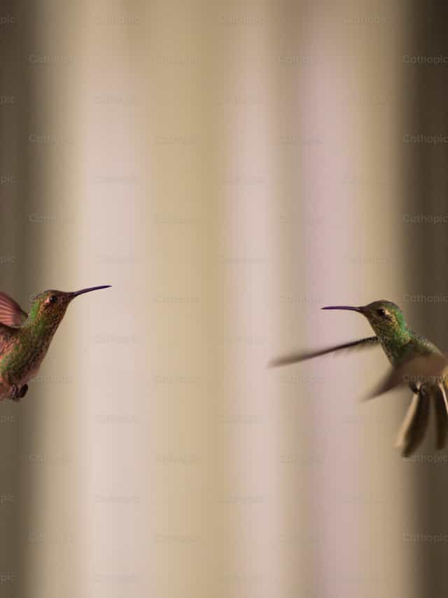 Dos colibríes en vuelo - Banco de imágenes católicas