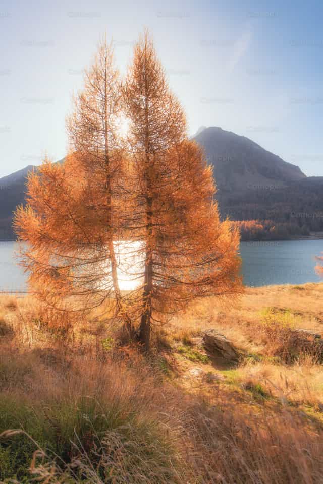 Alerce cerca de un lago de montaña - Banco de imágenes católicas