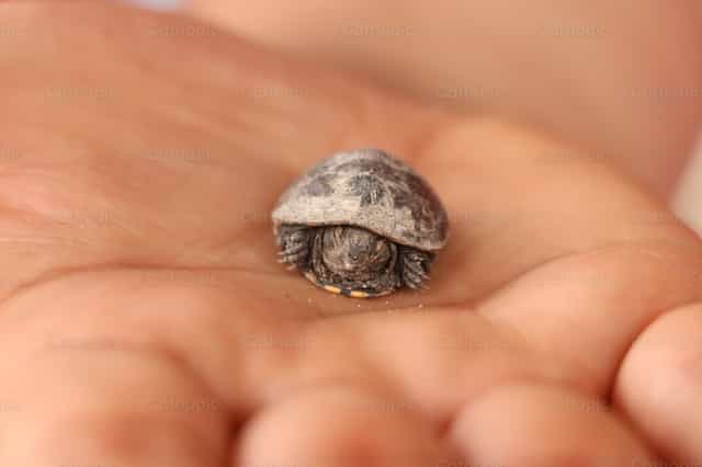 Schildkröte - Katholische Stockfotos - Foto von Saul Ibarra