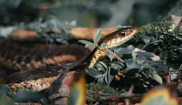 Schlange - Katholische Stockfotos