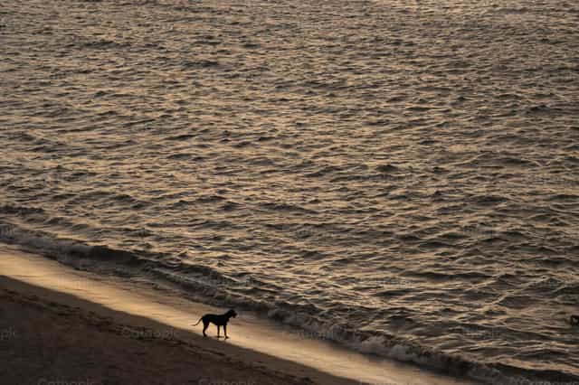Perro a la orilla de la playa - Banco de imágenes católicas - Fotografía por Frames Cristianos