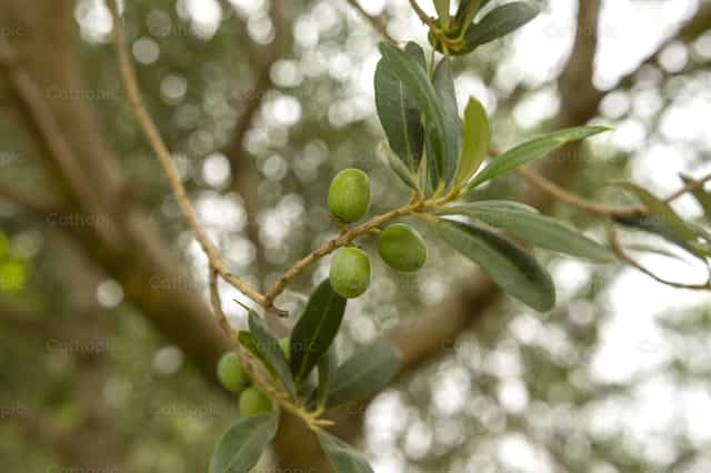 Frutos de Olivos - Banco de imágenes católicas - Fotografía por Titi Maciel Pérez