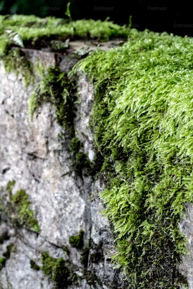 Musgo en el muro de piedra - Banco de imágenes católicas - Fotografía por Jakov Pleše