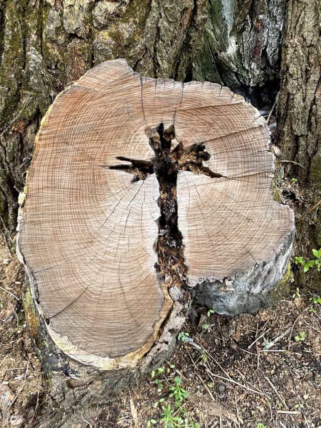 Cruz en el tronco de un árbol - Banco de imágenes católicas - Fotografía por Micah Pf