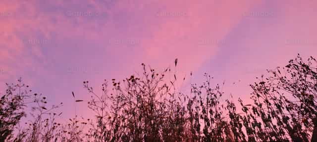 Céu rosado - Imagens católicas de stock - Foto de Jocelyn Hermosillo