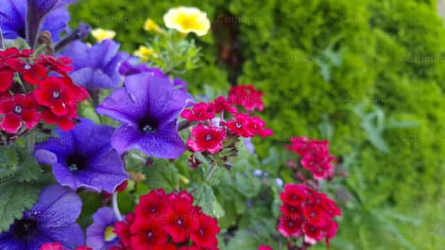 Makukulay na bulaklak - Mga Catholic stock image