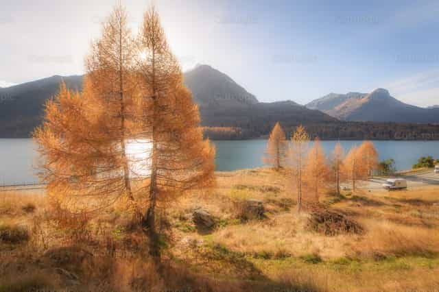 Larch near mountain lake - Catholic stock images - Photo by Michelangelo Oprandi