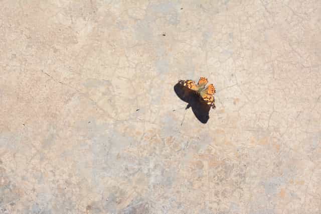 Mariposa - Banco de imágenes católicas - Fotografía por Kiki Garcia