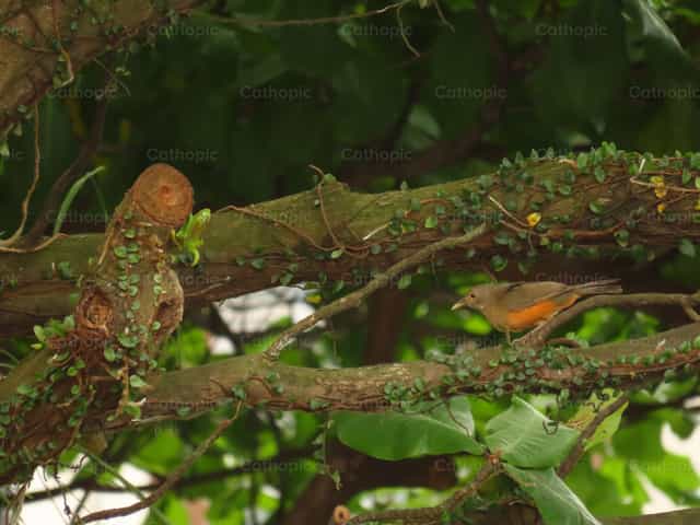Oiseau cherchant refuge dans un grand tronc d’arbre humide - Images catholiques de stock - Photo de Paula G Engels