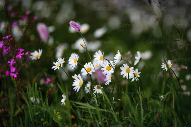 Margaritas silvestres en un prado con flores silvestres rosas y luz suave - Banco de imágenes católicas - Fotografía por Michelangelo Oprandi