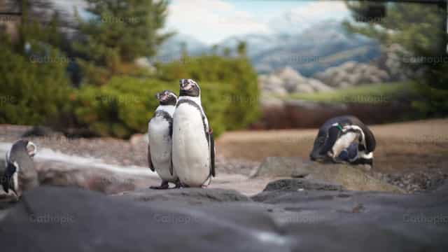 Pinguim - Imagens católicas de stock - Foto de Lupe Belmonte