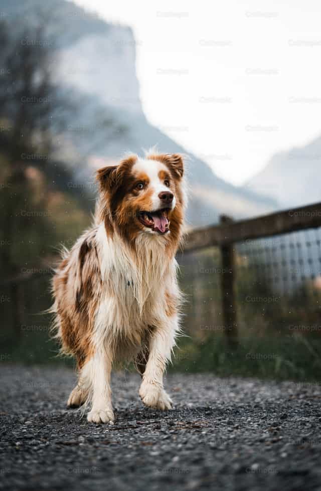Perro feliz - Banco de imágenes católicas - Fotografía por Santiago de la Hoz