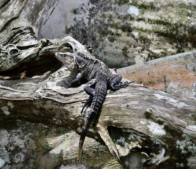 Caméléon - Images catholiques de stock