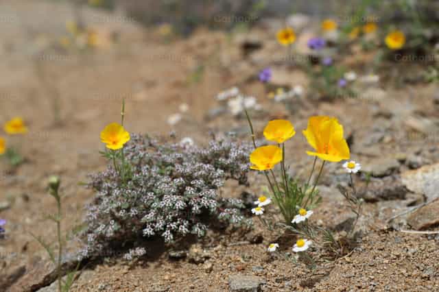 Flores del desierto - Banco de imágenes católicas