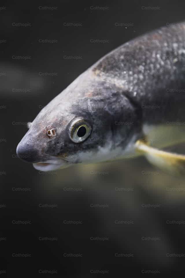 Um peixe na água - Imagens católicas de stock - Foto de Jakov Pleše