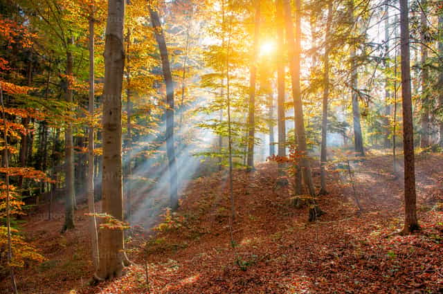 Rays of sunshine in the forest among the trees - Catholic stock images - Photo by Pierluigi Palazzi