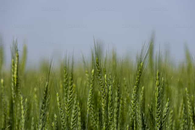 Green spikes - Catholic stock images - Photo by Titi Maciel Pérez