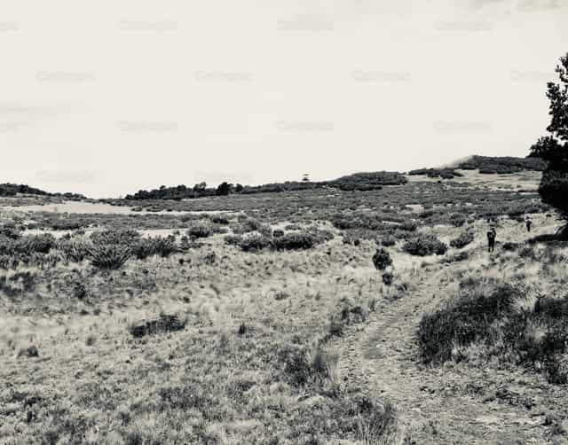 Desierto de los leones - Banco de imágenes católicas - Fotografía por Pablo Meza