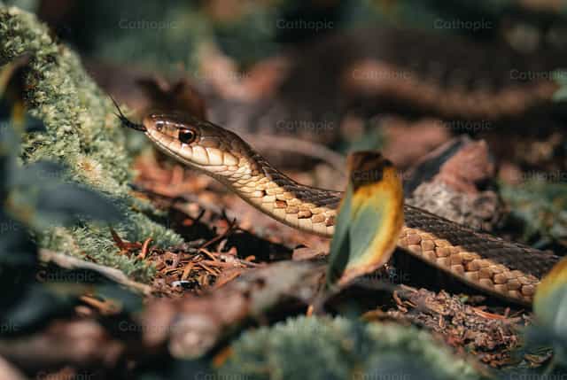 Serpiente - Banco de imágenes católicas - Fotografía por Santiago de la Hoz