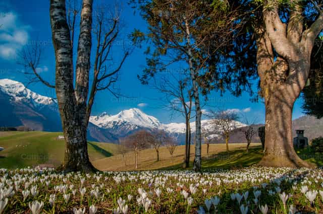Bloemrijke weide in de lente - Katholieke stockfoto's - Foto door Pierluigi Palazzi