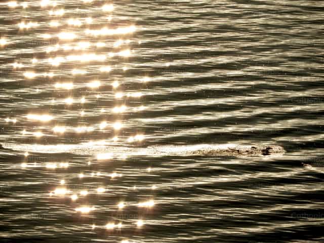 Hermosos reflejos del sol sobre el mar - Banco de imágenes católicas