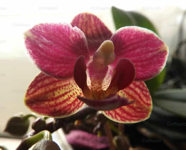 Kersenroze tropische orchidee - Katholieke stockfoto's