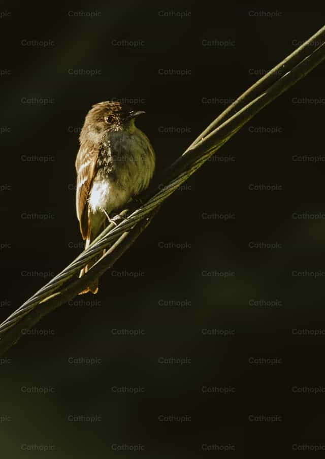 Eine Phoebe (Vogel) sitzt auf einer Stromleitung - Katholische Stockfotos