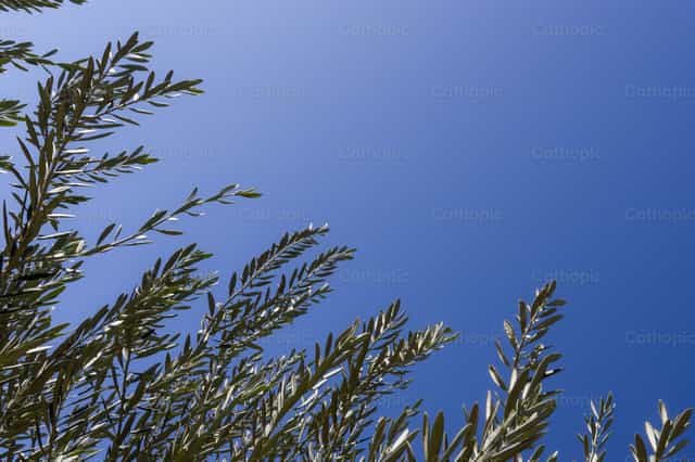 Branche d’olivier et ciel - Images catholiques de stock - Photo de Titi Maciel Pérez
