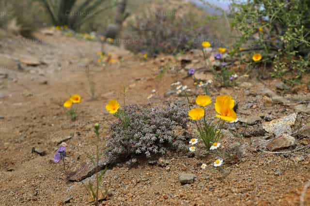Flores del desierto - Banco de imágenes católicas