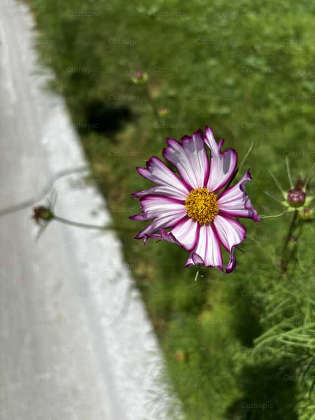 Flor morada - Banco de imágenes católicas