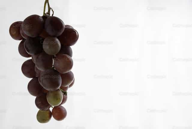 Ubas na may puting background - Mga Catholic stock image - Larawan ni Pitangus Alfonso Asensio