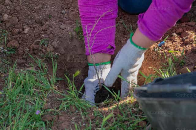 Reforestacion en el Santuario - Banco de imágenes católicas - Fotografía por Gabriela Aguilera