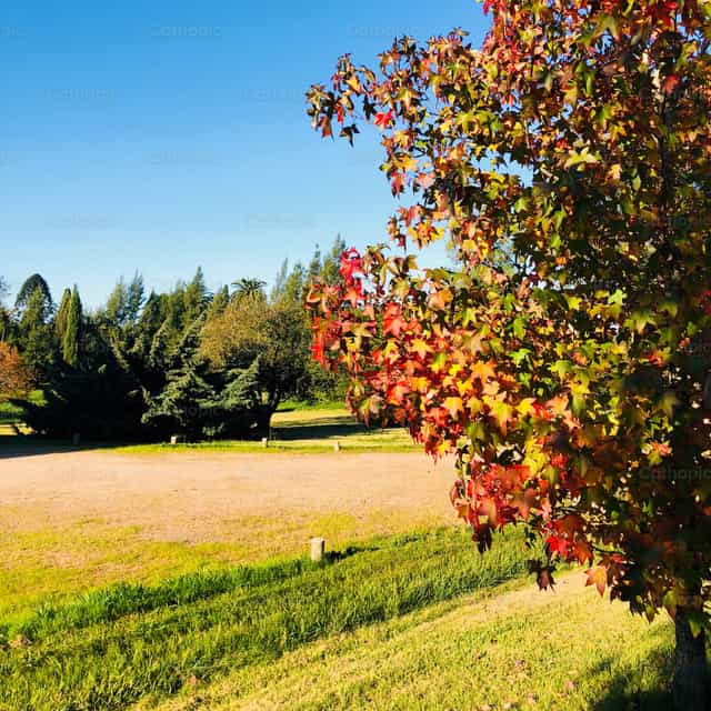 Des arbres dans le champ - Images catholiques de stock