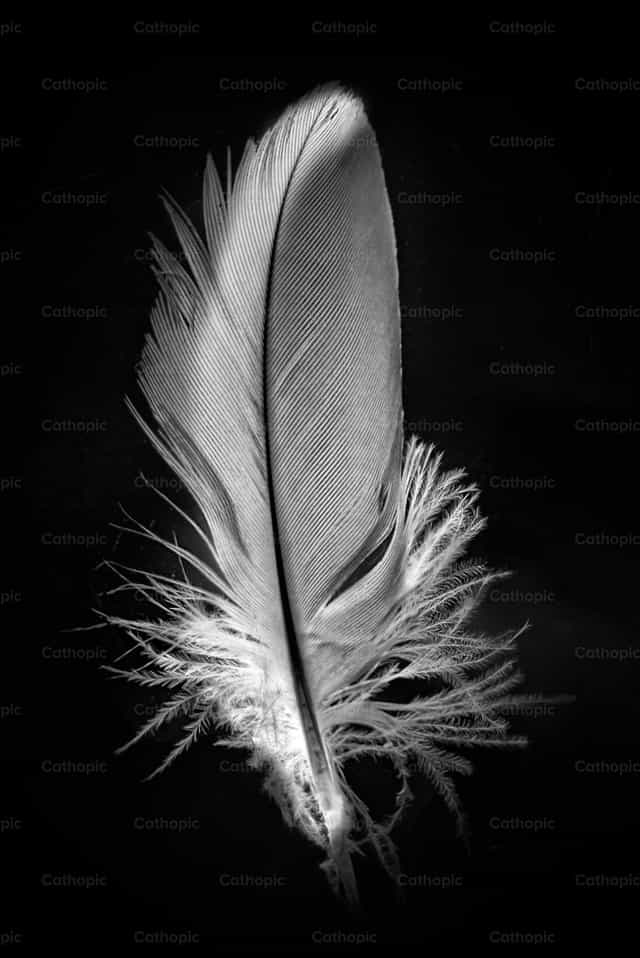 Pluma branca - Imagens católicas de stock - Foto de Titi Maciel Pérez